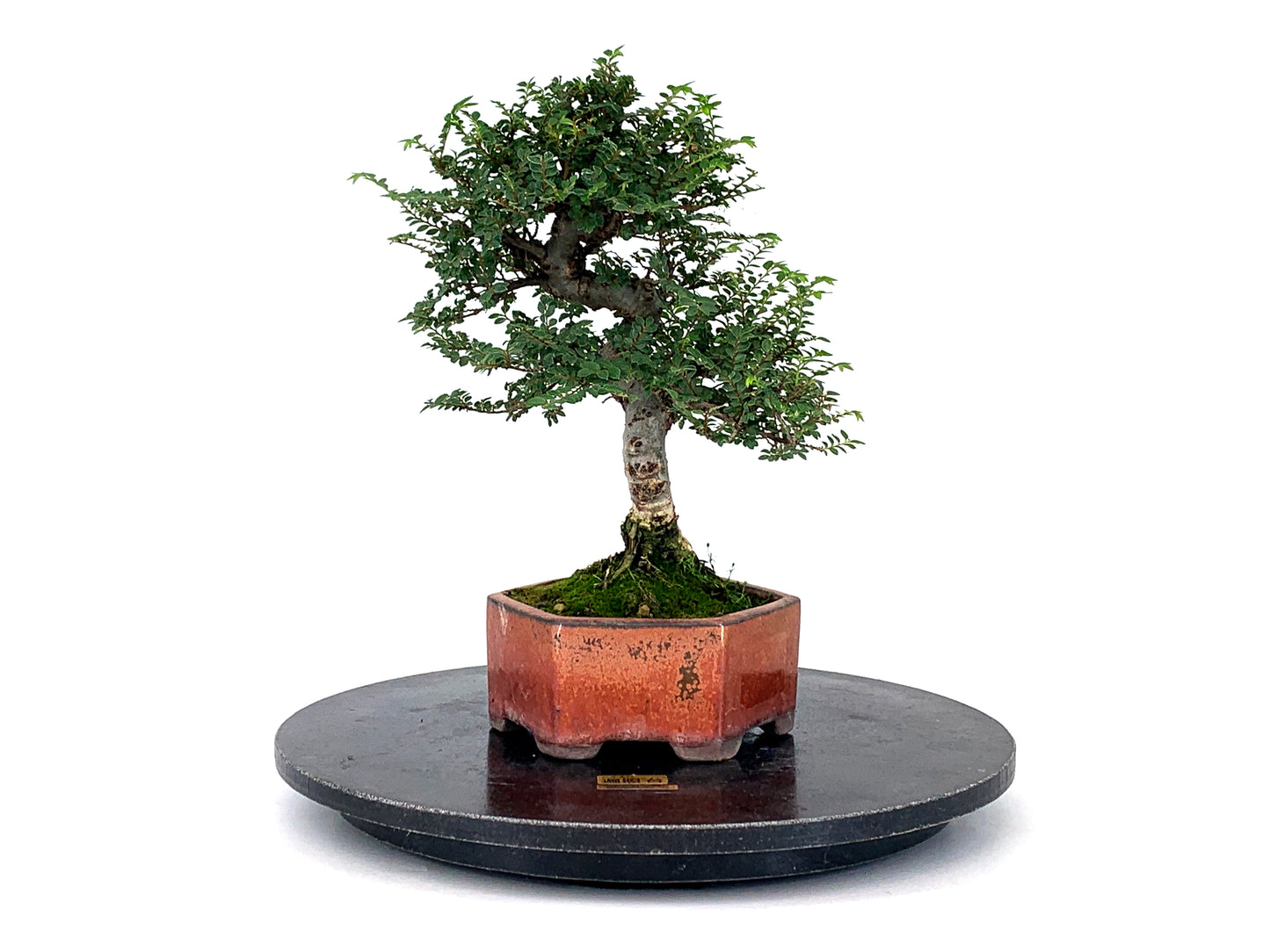 Torno De Resina Japonés De 350 Mm - Kikuwa