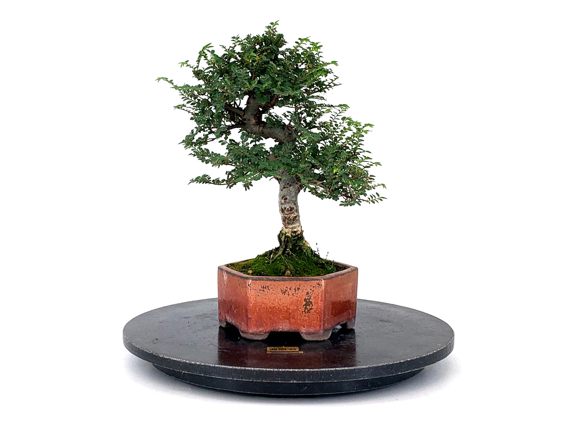 Torno De Resina Japonés De 350 Mm - Kikuwa