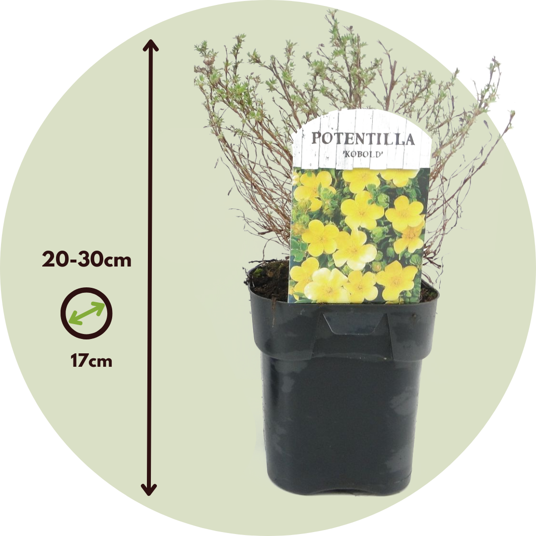 Cincoenrama - 2 Pzs - Potentilla Fruticosa 'kobold' - Altura 20-30cm - ⌀17cm_2