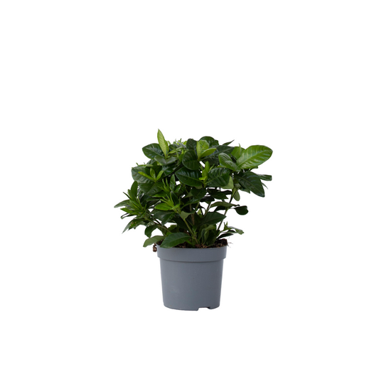 Jazmín De Arabia - Gardenia Jasminoides - Altura 20-30cm - ⌀13cm
