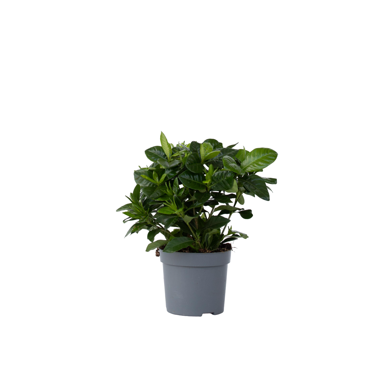 Jazmín De Arabia - Gardenia Jasminoides - Altura 20-30cm - ⌀13cm_0