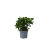 Jazmín De Arabia - Gardenia Jasminoides - Altura 20-30cm - ⌀13cm
