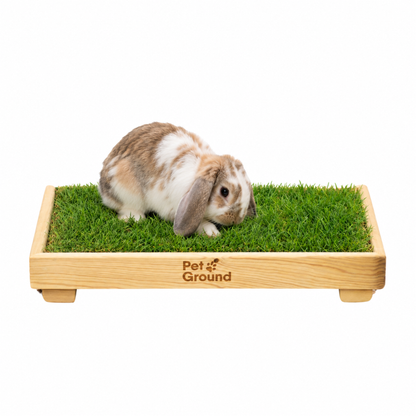 Petground, Cama de césped natural para Conejos, Caja De Madera, Accesorio, Mueble S: 62 X 42 Cm_0