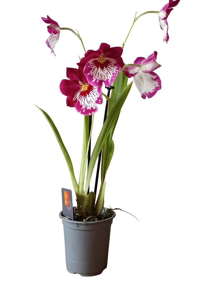 Orquidea Miltinopsis De Color Surtido Ø9 - 45 Cm  SIN FLOR ACTIVA_1