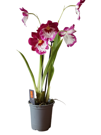 Orquidea Miltinopsis De Color Surtido Ø9 - 45 Cm  SIN FLOR ACTIVA_1