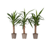 Yuca Pie De Elefante - 3 Pzs - Yucca Elephantipes - Altura 50-60cm - ⌀14cm