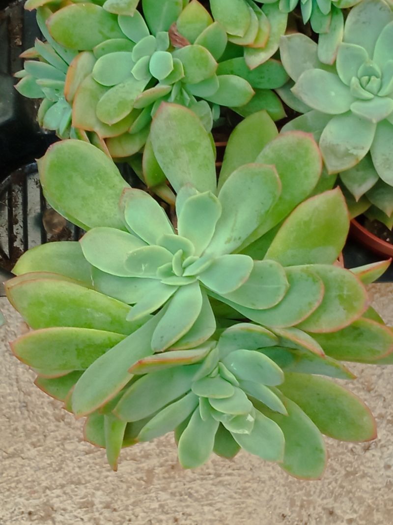 Suculentas Y Cactus Variedad #40 Planta Sin Id