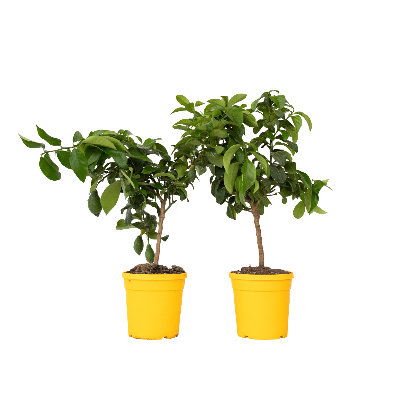 Árbol De Limón - 2 Pzs - Citrus Limon - Altura 60-70cm - ⌀19cm_0