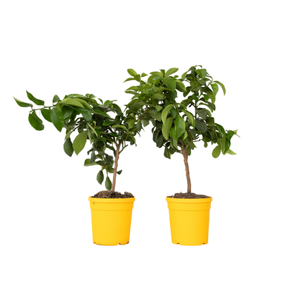 Árbol De Limón - 2 Pzs - Citrus Limon - Altura 60-70cm - ⌀19cm