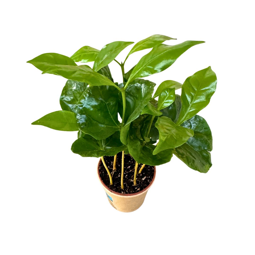 Mini Planta De Café Arábica En Vaso De Café_0