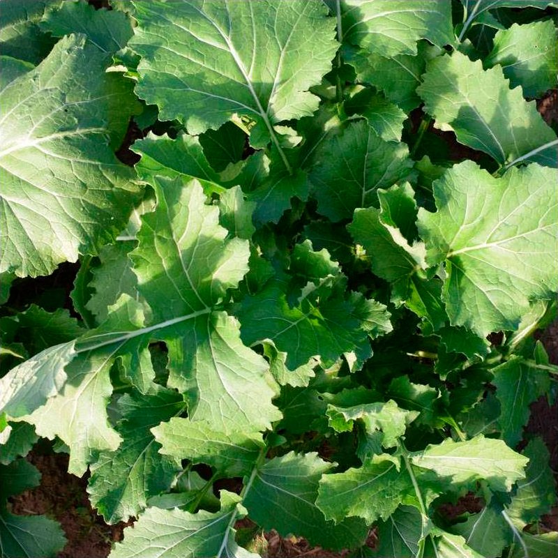 Semillas Nabo Grelos De Santiago Ecológicas