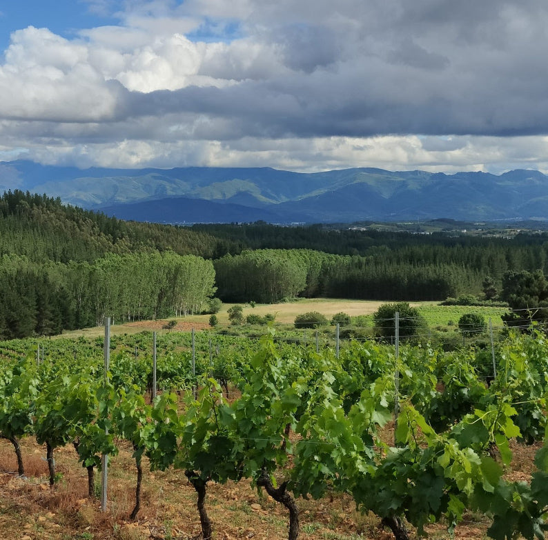 Vino Tinto - Cepall - Rotura - 2021 - Bierzo_2