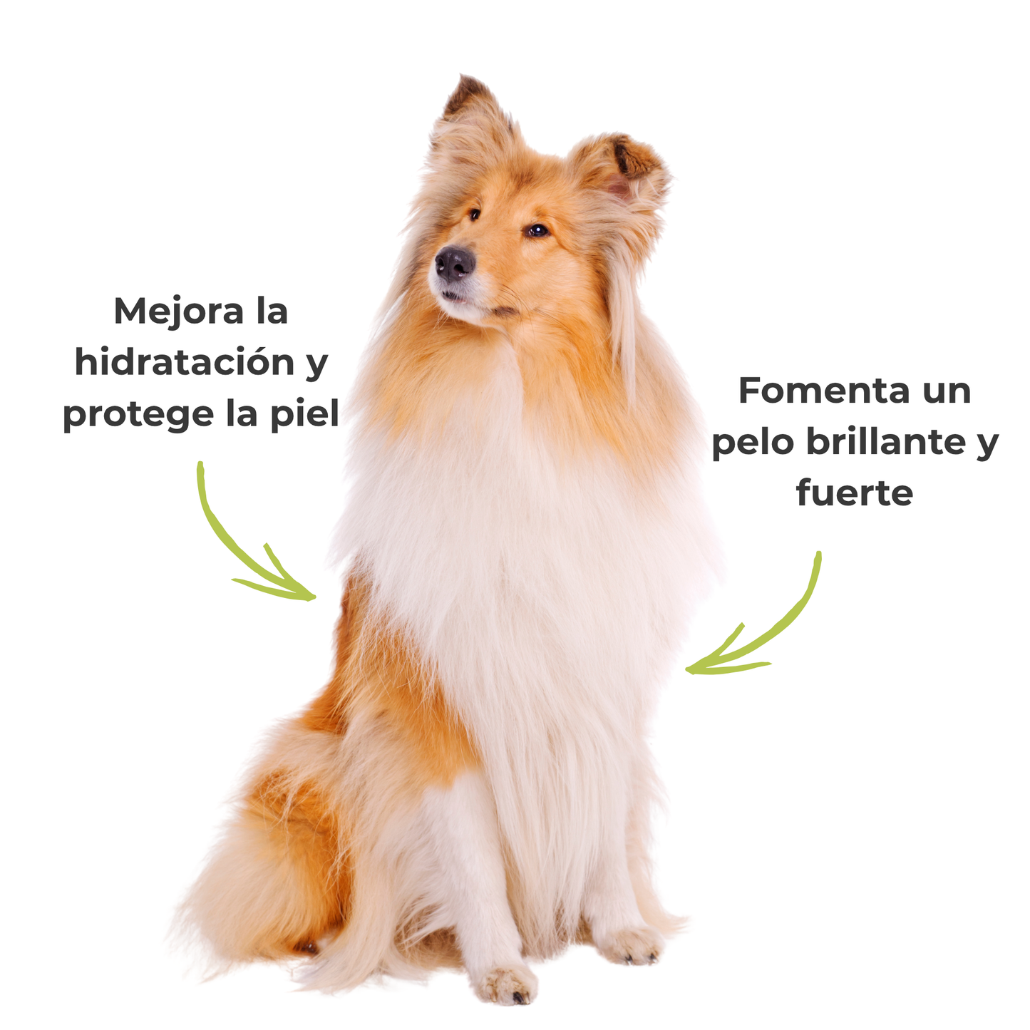 Suplemento natural para perros y gatos – Fórmula Brillo del Pelaje ECO 100 g