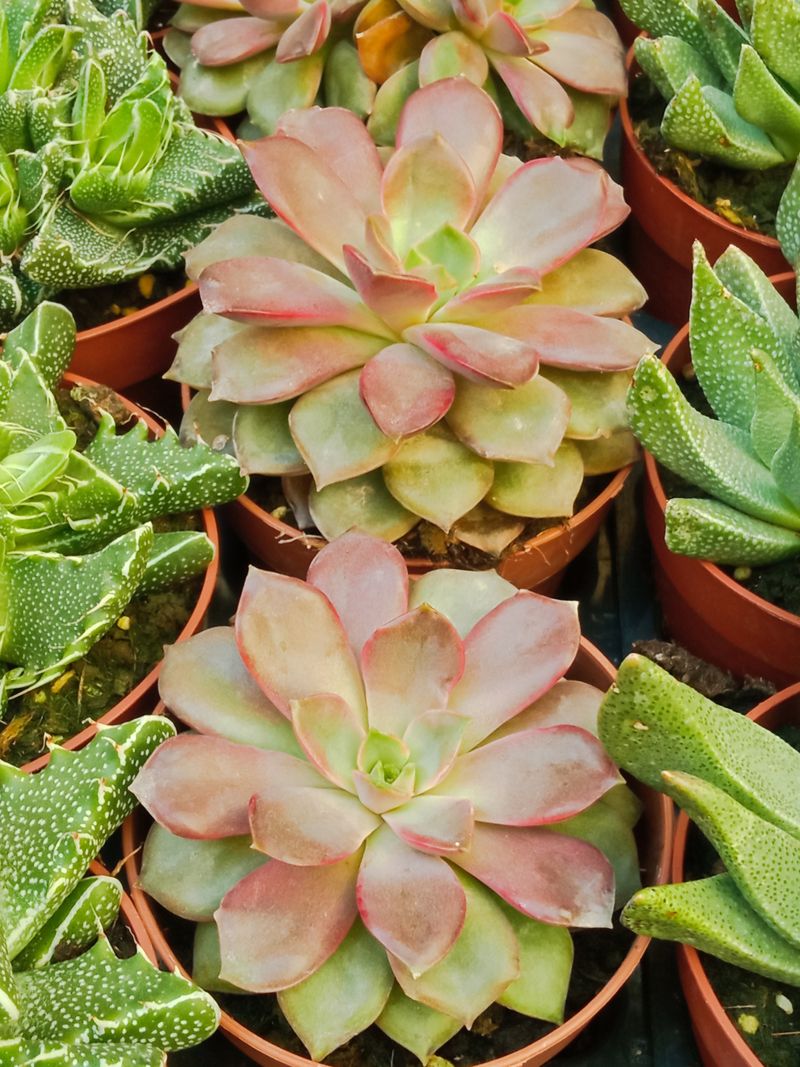 Echeveria Mina Ø8 Planta Suculenta_0