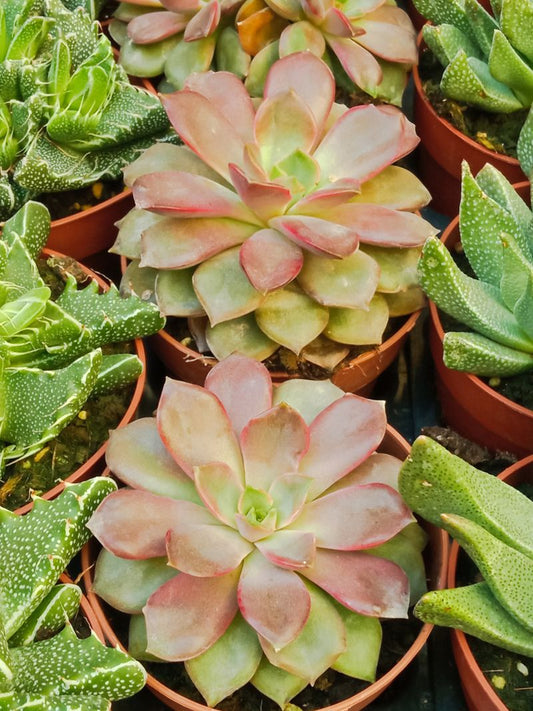 Echeveria Mina Ø8 Planta Suculenta_0