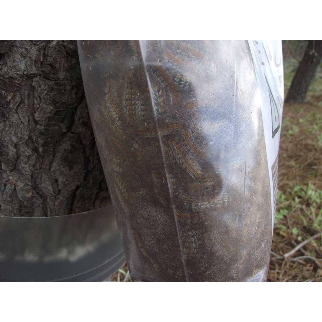 Trampa Collar Anti-orugas Procesionaria del Pino Ecopiege Ø 100 cm