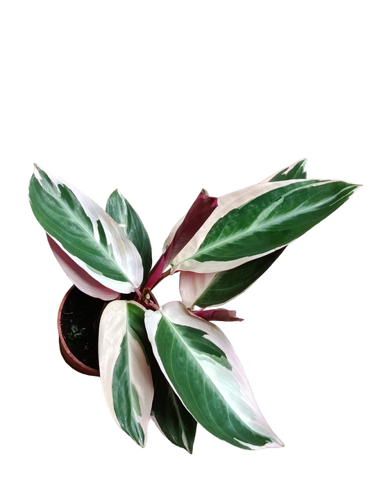 Calathea Triostar Planta De Interior Ø7 Cms_0