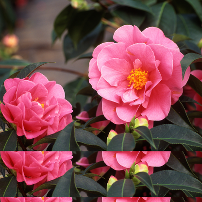 Planta De Té - 3 Pzs - Camellia Japonica 'bonomiana' - Altura 25-40cm - ⌀9cm