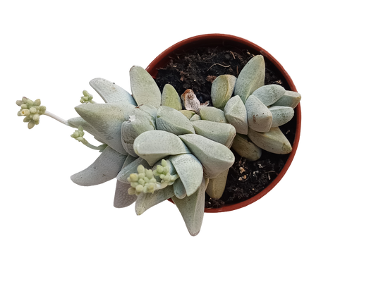 Crassula Cornuta Planta Suculenta Ø5_0