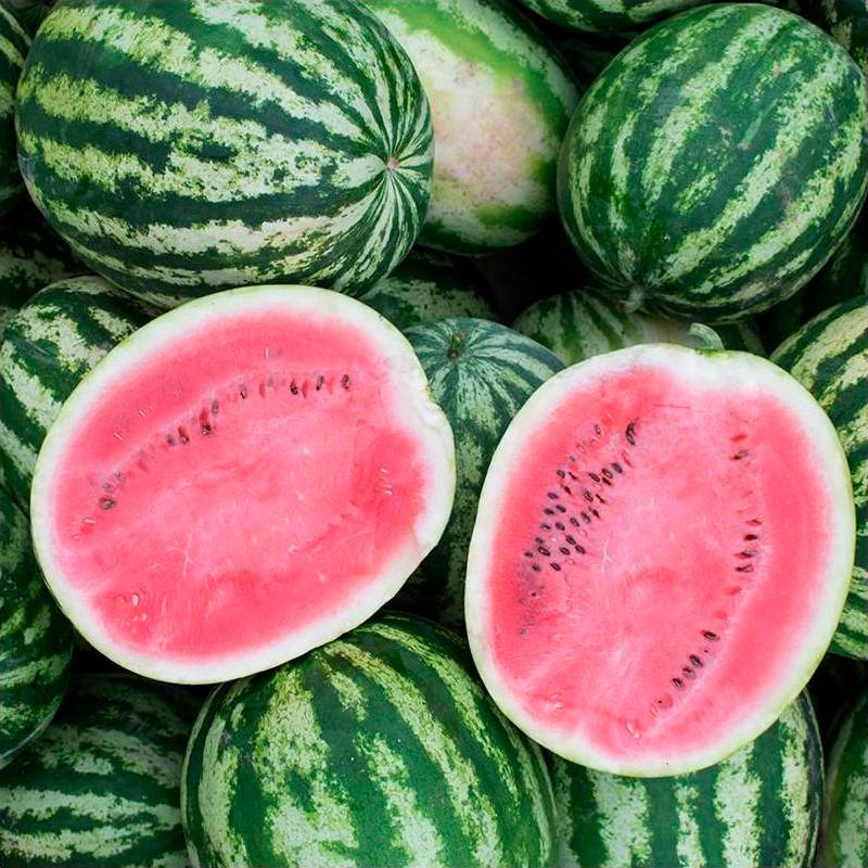 Semillas Sandía Crimson Sweet Ecológicas_0