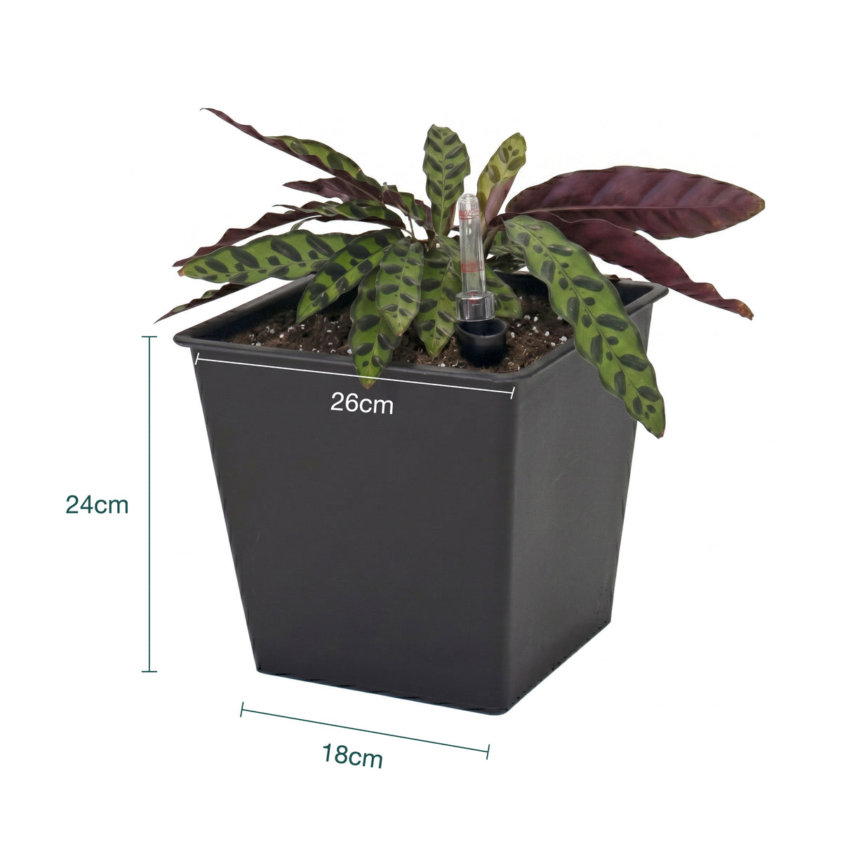 Maceta Con Autorriego De Polipropileno 16 L 26x26x24 Cm Hortalia_5
