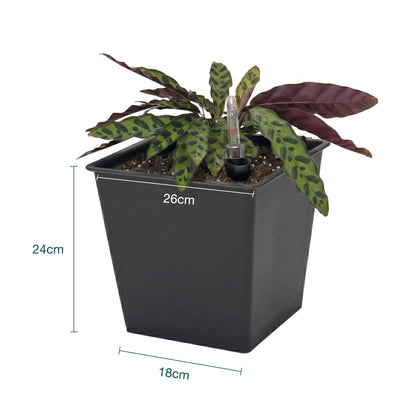 Maceta Con Autorriego De Polipropileno 16 L 26x26x24 Cm Hortalia_5