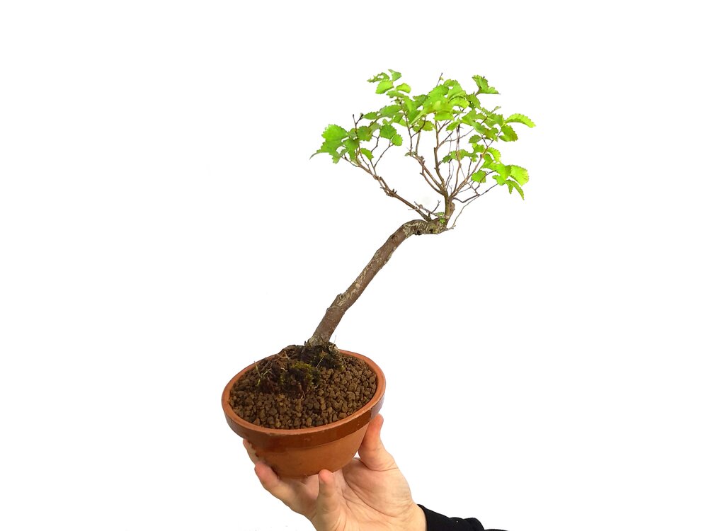 Bonsai Olmo G_0