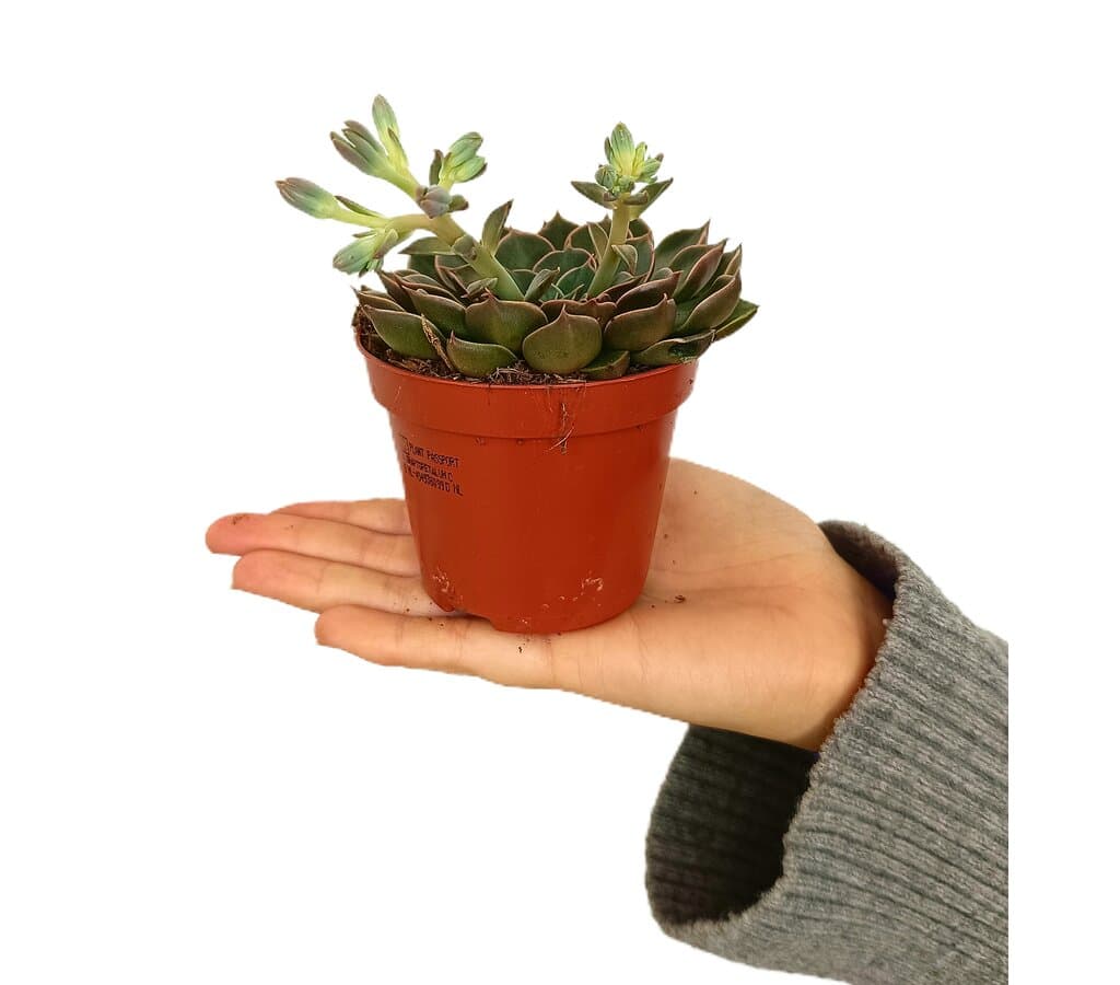 Graptopetalum Tacitus M8_0