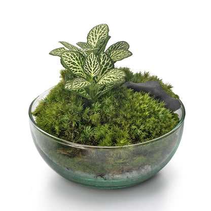 Terrario Borneo Moss Fittonia Ø12 x 12 cm