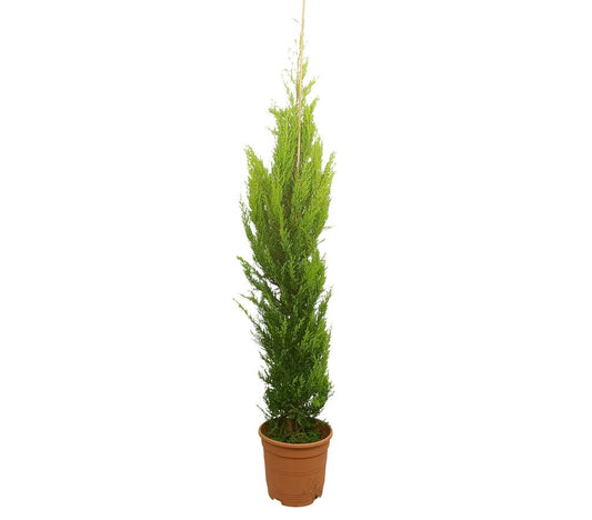 Cupressus Gold Crest M23 150-175cm_0