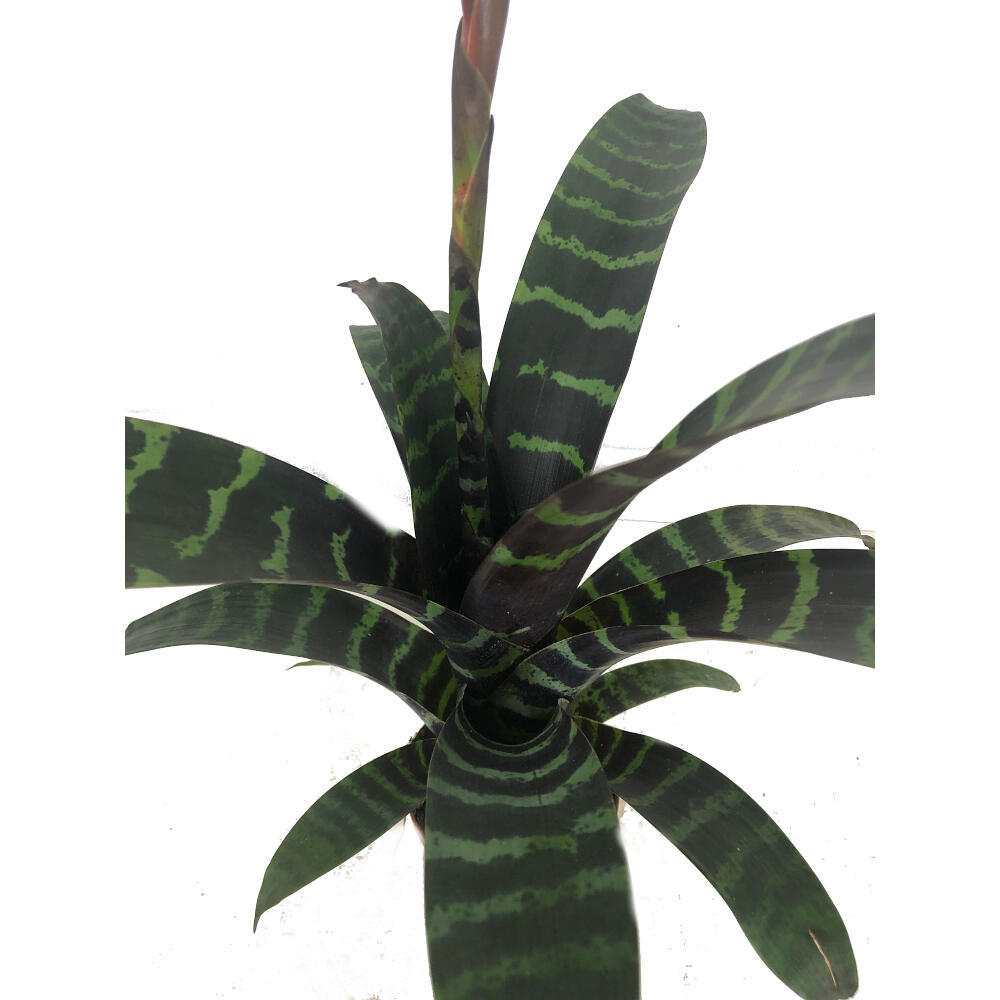 Vriesea Era M9_2