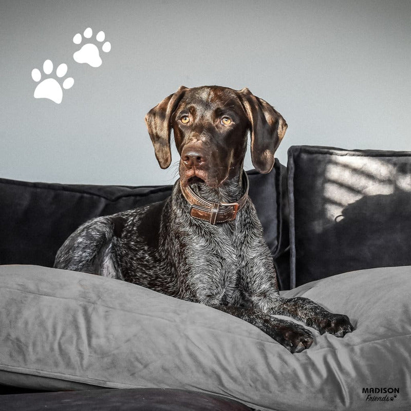 Madison Cojín Para Perros Velvet Gris 100x70x15 Cm_1