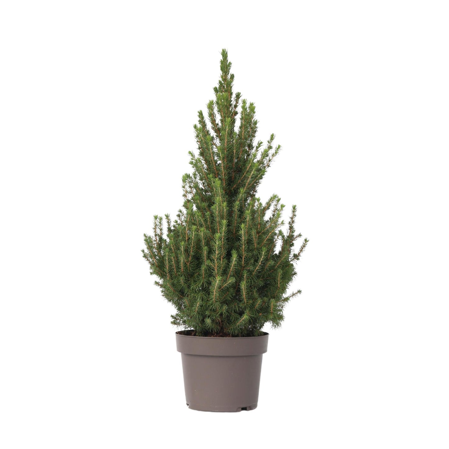 Abeto Blanco - Picea Glauca Conica 'december' - Altura 55cm - ⌀21cm_0