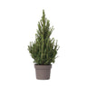 Abeto Blanco - Picea Glauca Conica 'december' - Altura 55cm - ⌀21cm