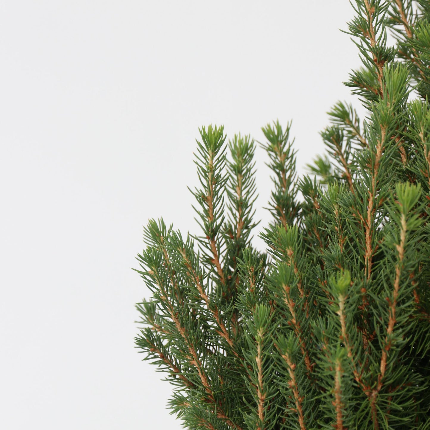 Abeto Blanco - Picea Glauca Conica 'december' - Altura 55cm - ⌀21cm_3