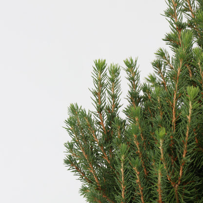 Abeto Blanco - Picea Glauca Conica 'december' - Altura 55cm - ⌀21cm_3
