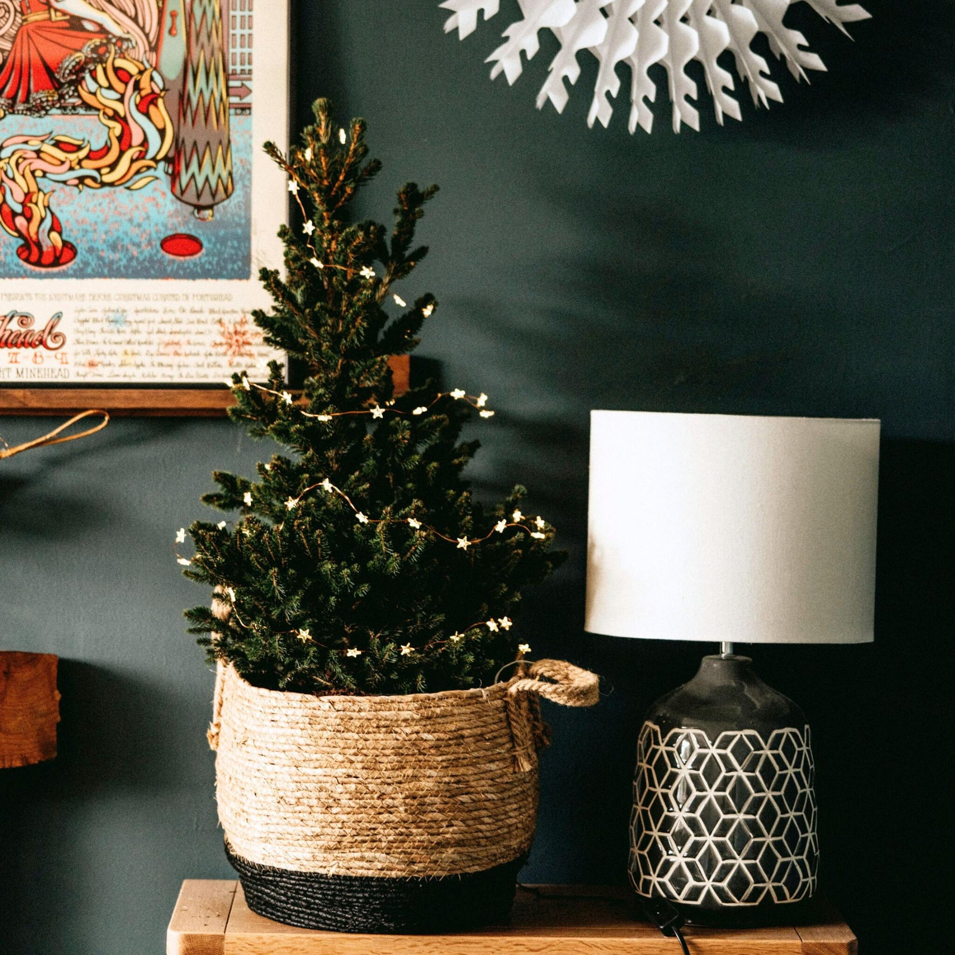 Abeto Blanco - Picea Glauca Conica 'december' - Altura 55cm - ⌀21cm_4