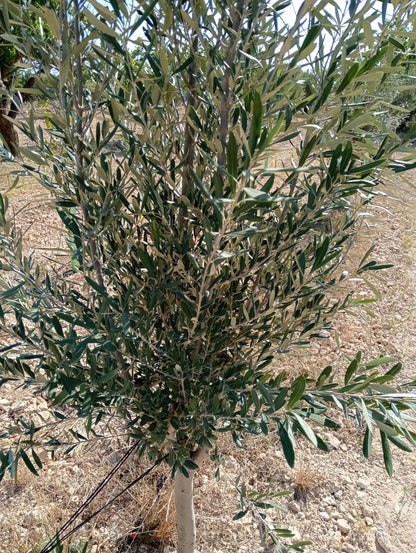 Abono líquido 100% biológico 3d Wasserspeicher_2