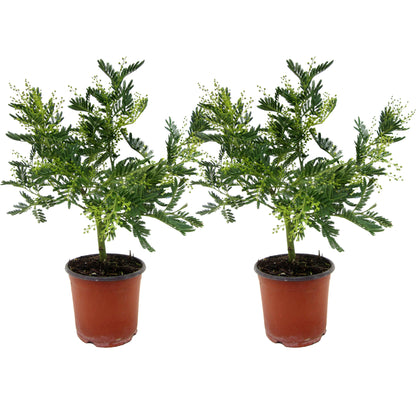 Acacia Dealbata - 2 Pzs - Mimosa Dealbata - Altura 40-50cm - ⌀15cm_0