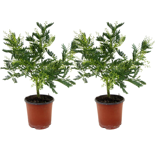 Acacia Dealbata - 2 Pzs - Mimosa Dealbata - Altura 40-50cm - ⌀15cm_0