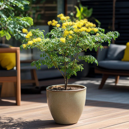 Acacia Dealbata - 2 Pzs - Mimosa Dealbata - Altura 40-50cm - ⌀15cm_1