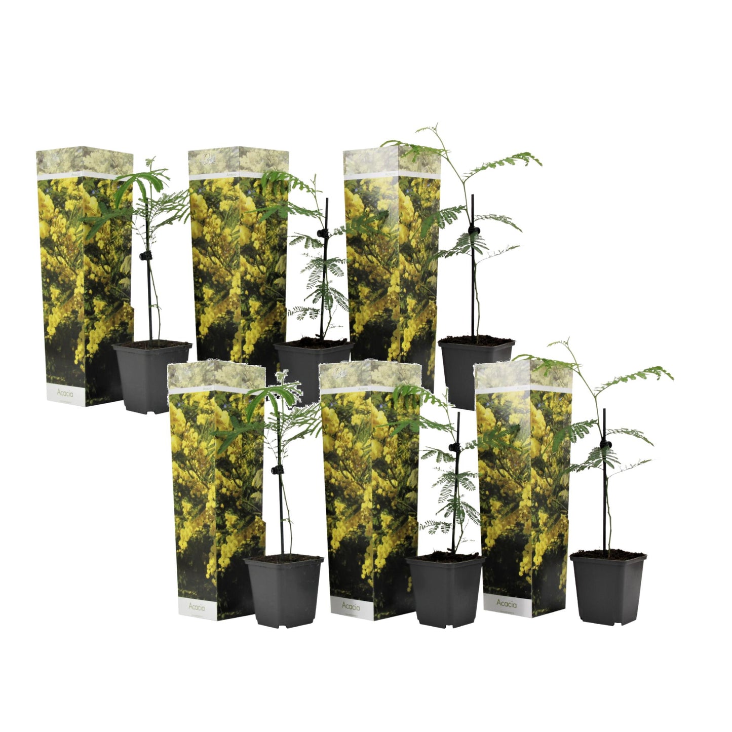 Acacia Dealbata - 6 Pzs - Mimosa Dealbata - Altura 25-40cm - ⌀9cm_0