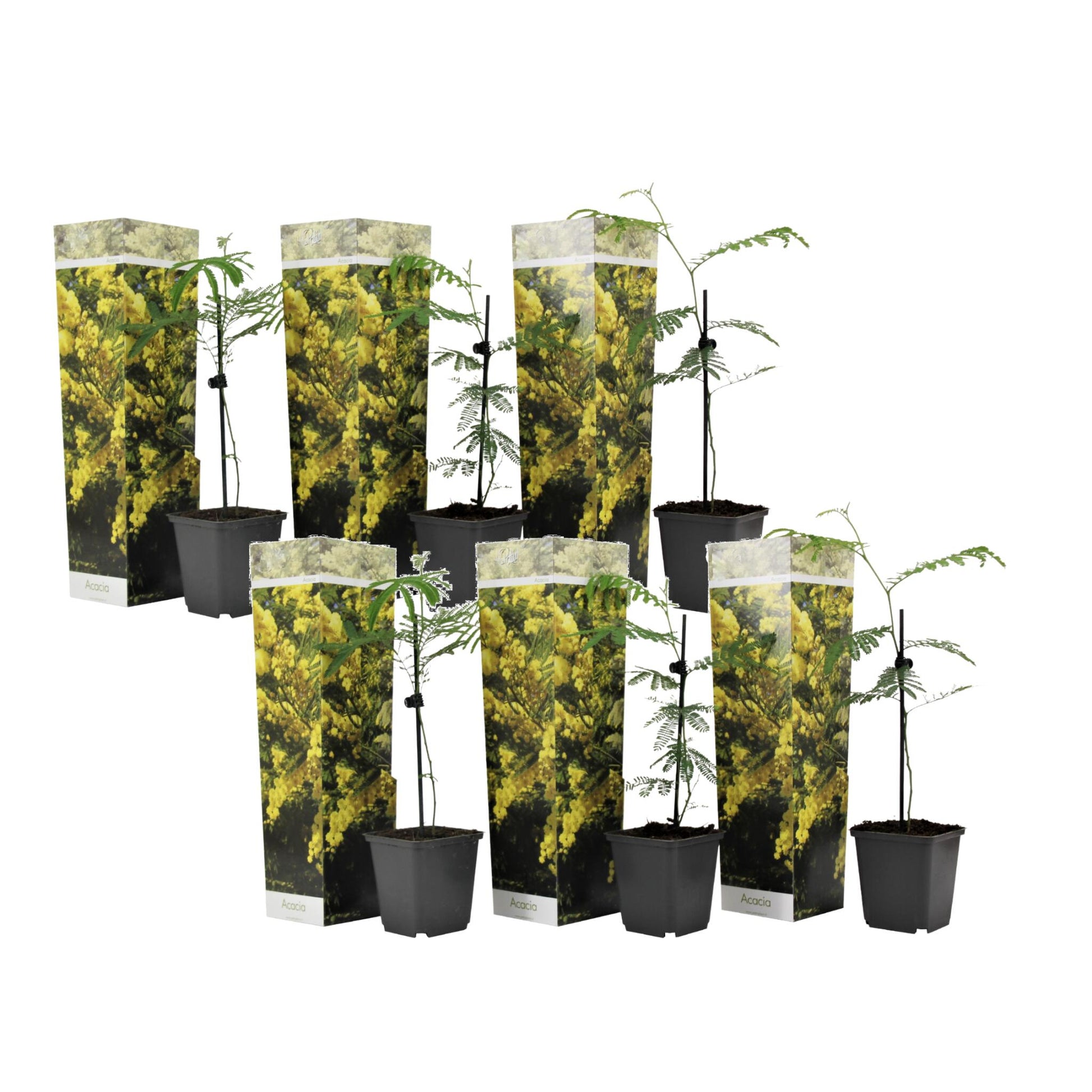 Acacia Dealbata - 6 Pzs - Mimosa Dealbata - Altura 25-40cm - ⌀9cm_0
