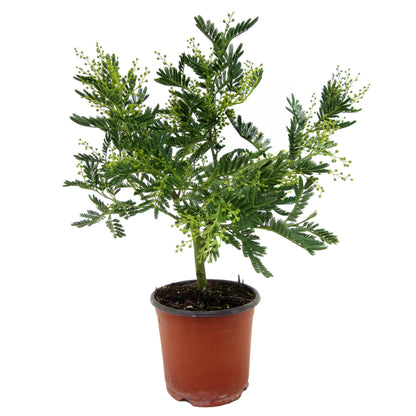 Acacia Dealbata - Mimosa Dealbata - Altura 40-50cm - ⌀15cm_0