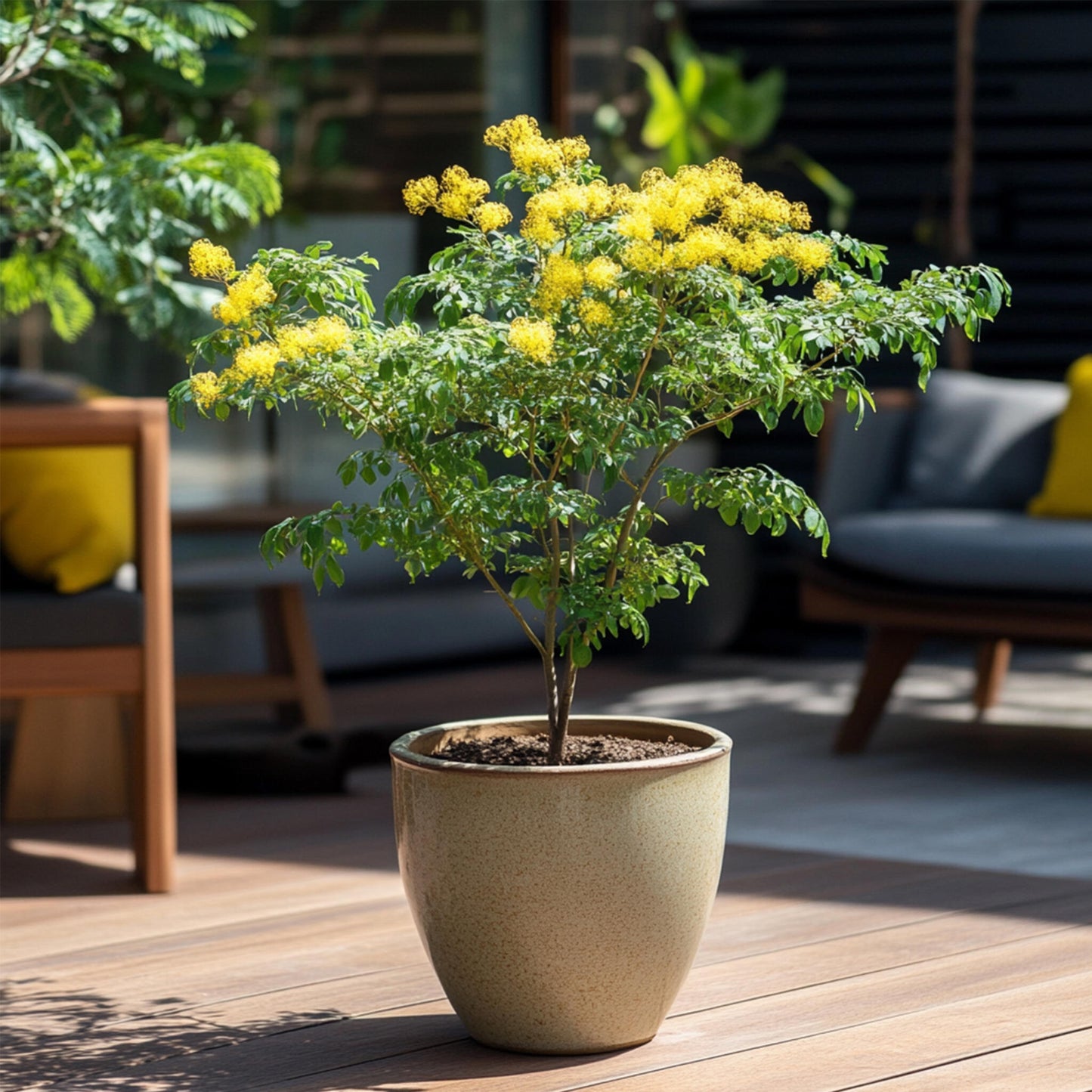 Acacia Dealbata - Mimosa Dealbata - Altura 40-50cm - ⌀15cm_1