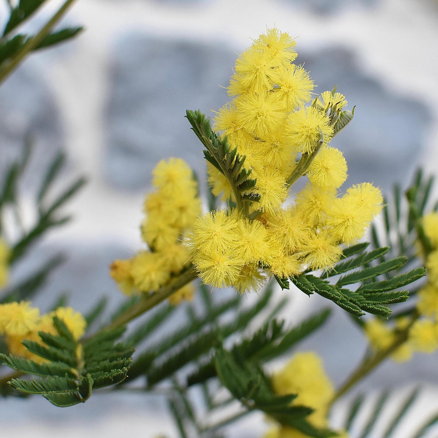 Acacia Dealbata - Mimosa Dealbata - Altura 40-50cm - ⌀15cm_3