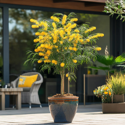 Acacia Dealbata - Mimosa Dealbata - Altura 40-50cm - ⌀15cm_4