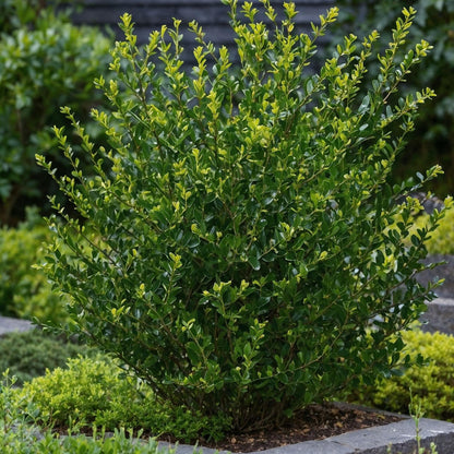 Acebo Crenata - 12 Pzs - Ilex Crenata 'jenny' - Altura 10-20cm - ⌀9cm_1