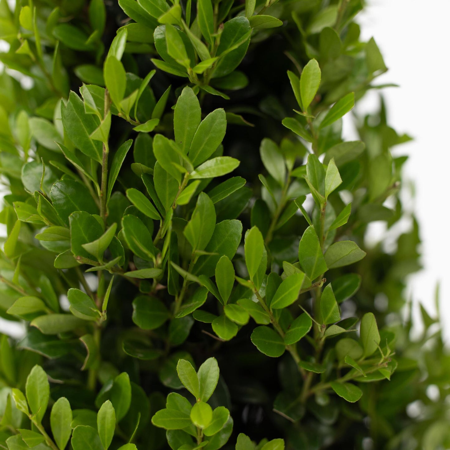 Acebo Crenata - 2 Pzs - Ilex Crenata 'jenny' - Altura 55-65cm - ⌀21cm_3