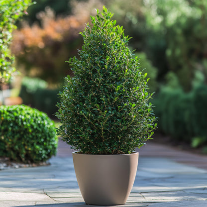 Acebo Crenata - 2 Pzs - Ilex Crenata 'jenny' - Altura 55-65cm - ⌀21cm_4